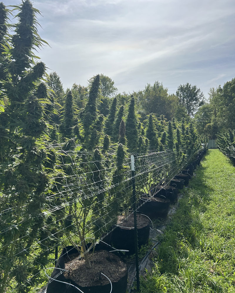 Cannabis cultivation facility HVAC and environmental controls